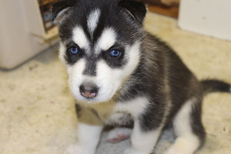 chiot