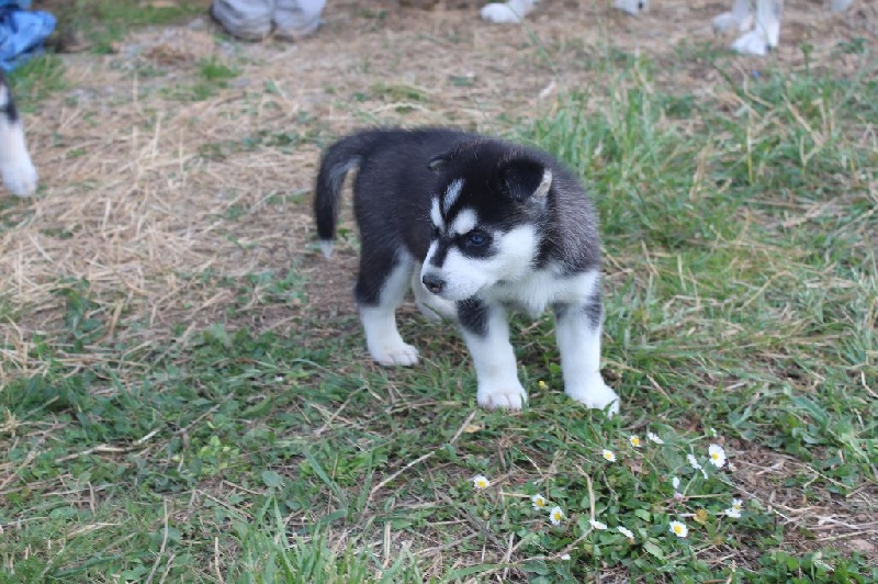 Premiere sortie des chiots dans le jardin